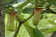 Nepenthes khasiana